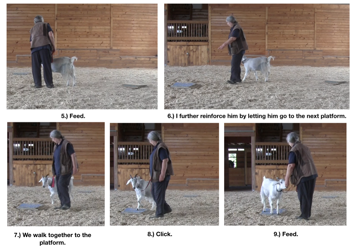 Goats day 12 Pellias 5-9