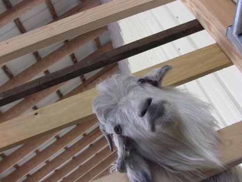 IMG_2191 Elyan looking in 3:18