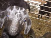 IMG_2193 Patience close up ?