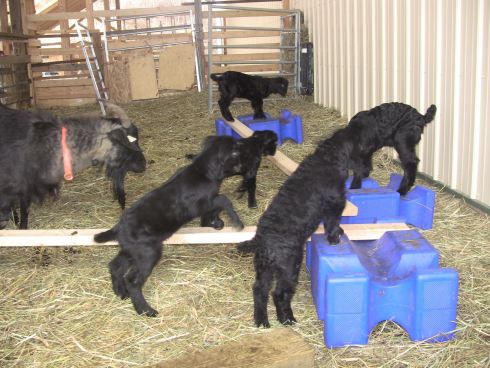 IMG_2216 baby goats on planks