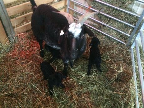 IMG_4126 Trixie with newborns 3:7:18