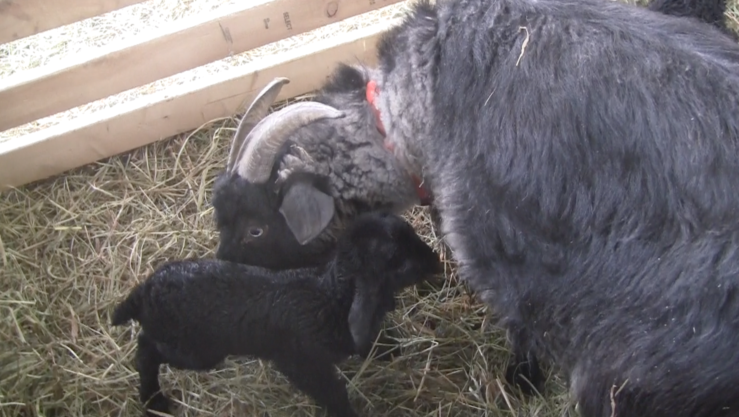 Thanzi drying off her twins