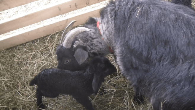 Thanzi drying off her twins