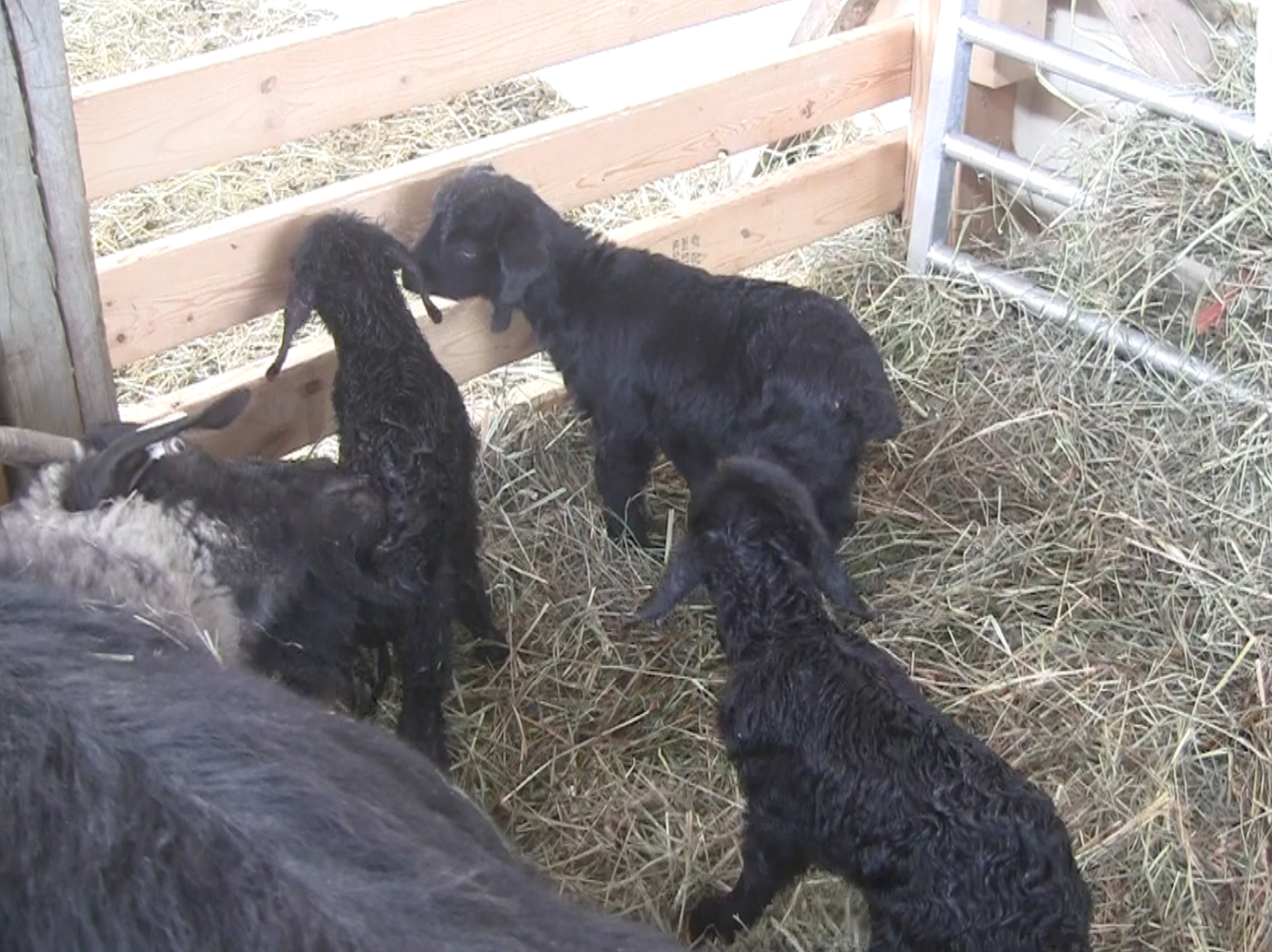 Thanzi's newborns visited by patience 3:21:18