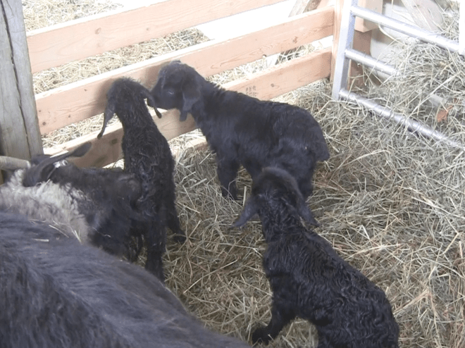 Thanzi's newborns visited by patience 3:21:18