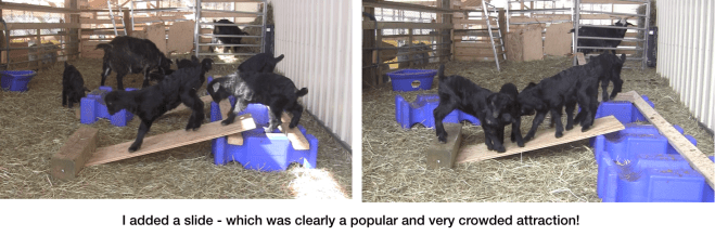 Goats Adding a slide to the playground