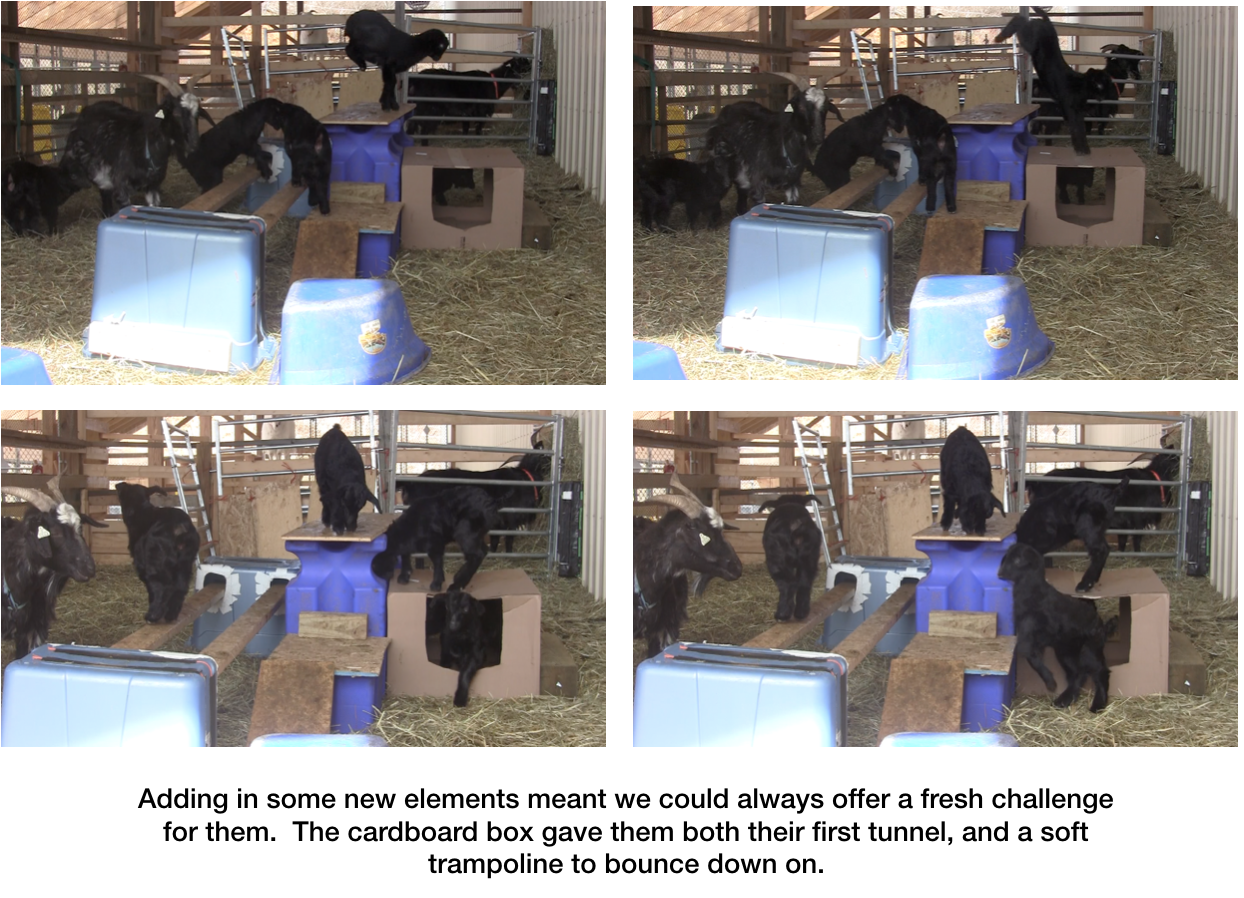 Goats carboard boxes make great playgrounds