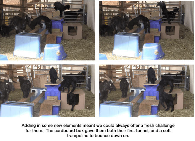 Goats carboard boxes make great playgrounds