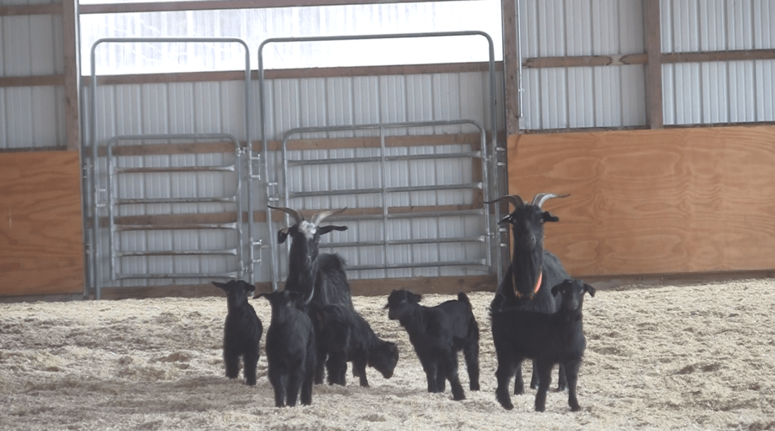 Goats - checking out arena.png