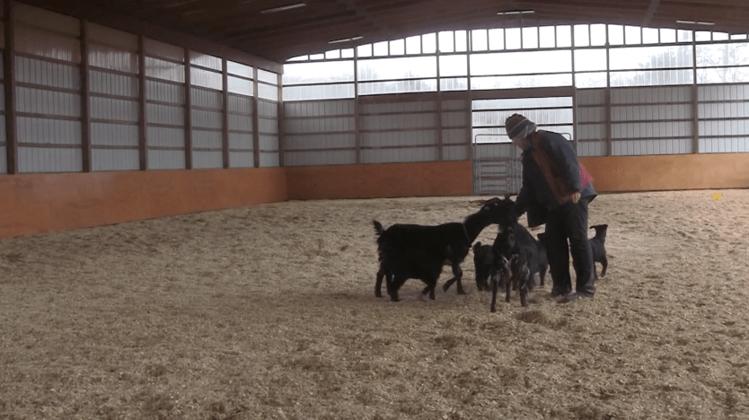 Goats clustering around.png