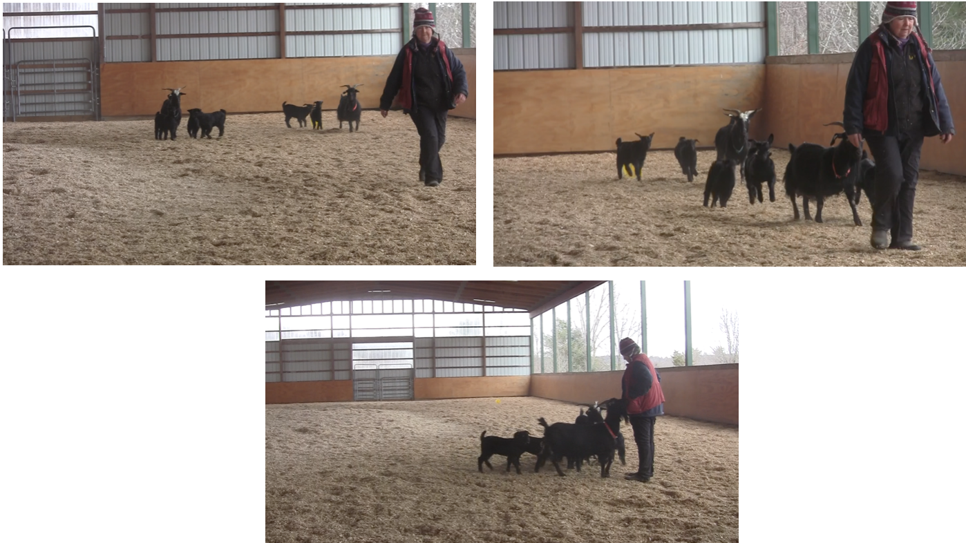 goats coming 3 panels