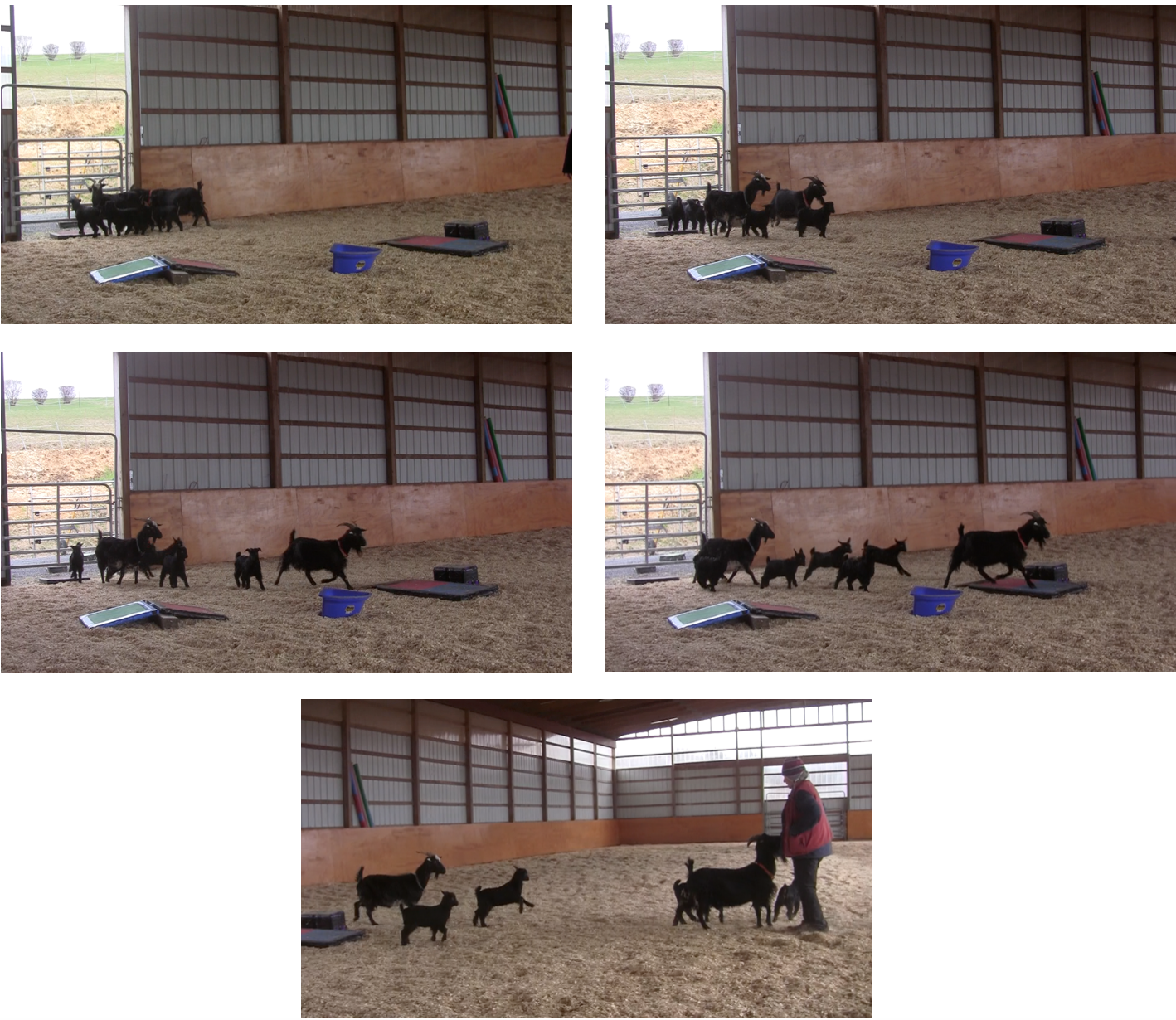 Goats coming first time 5 panels.png