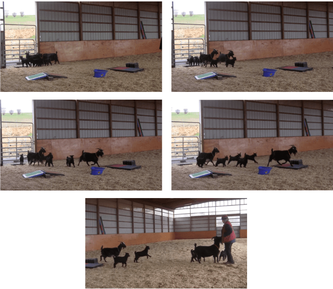 Goats coming first time 5 panels.png