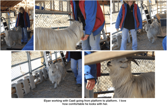 Goats Elyan working with Caeli