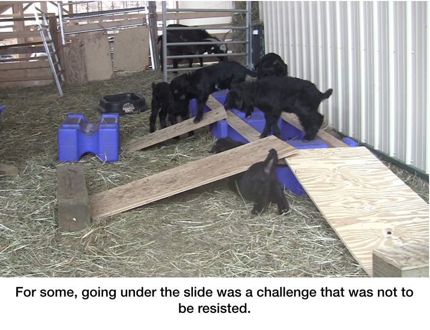 Goats every day something new