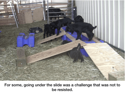 Goats every day something new