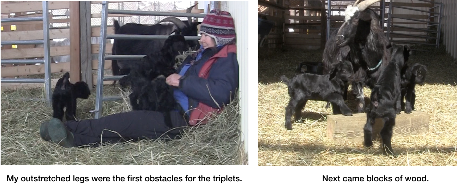 Goats First Obstacles