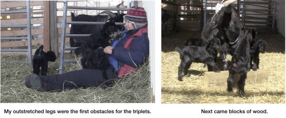 Goats First Obstacles