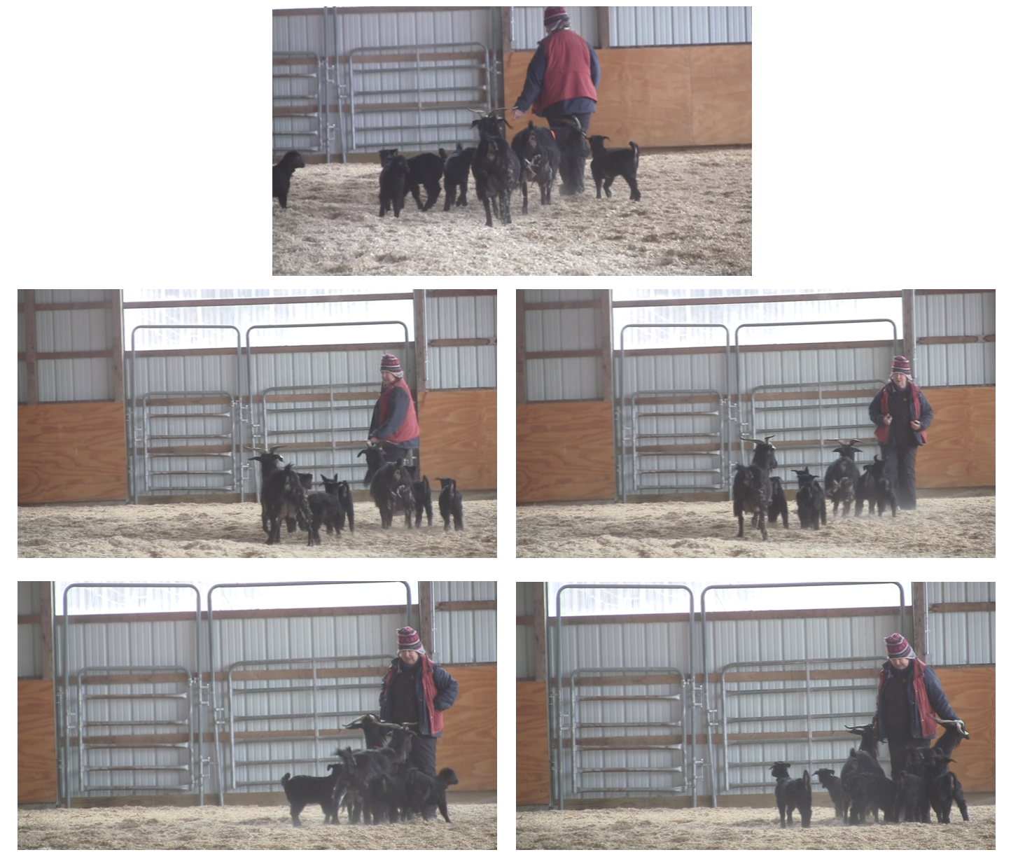 Goats going to far end of arena