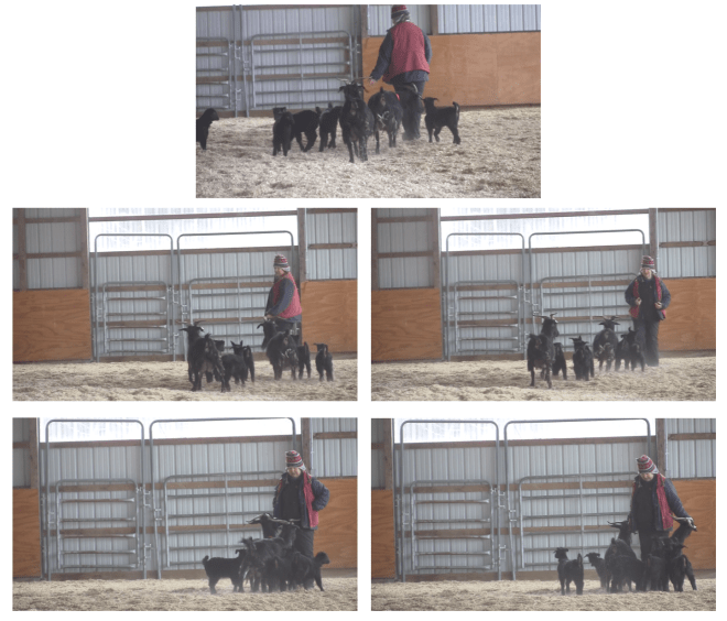 Goats going to far end of arena