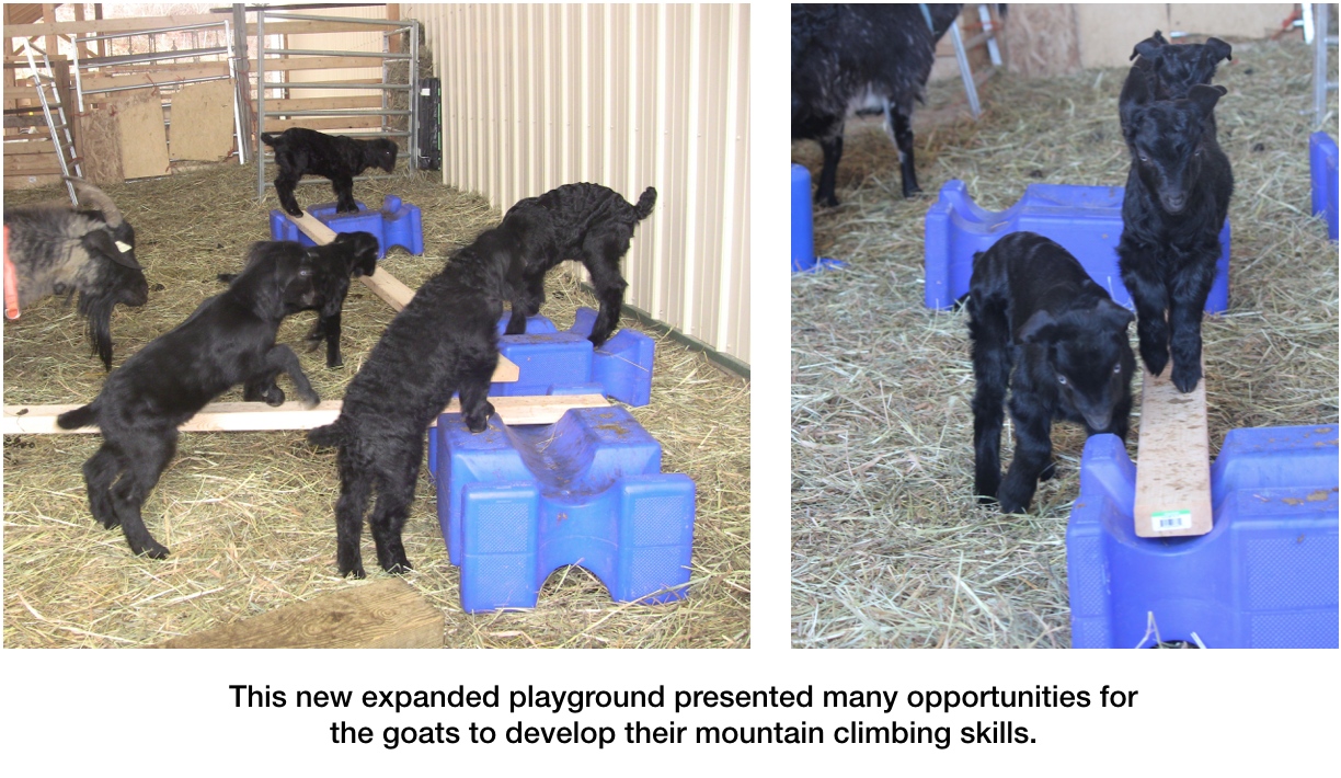 Goats learning to walk the plank