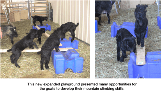 Goats learning to walk the plank