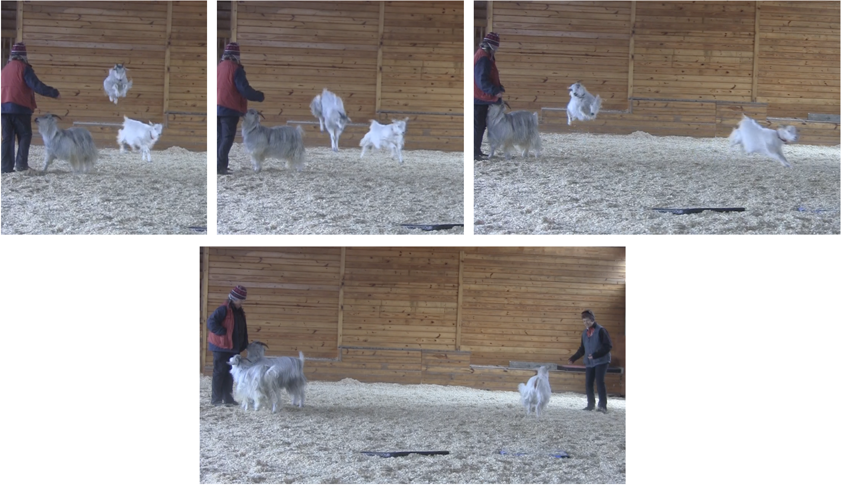 Goats Pellias the acrobat.png