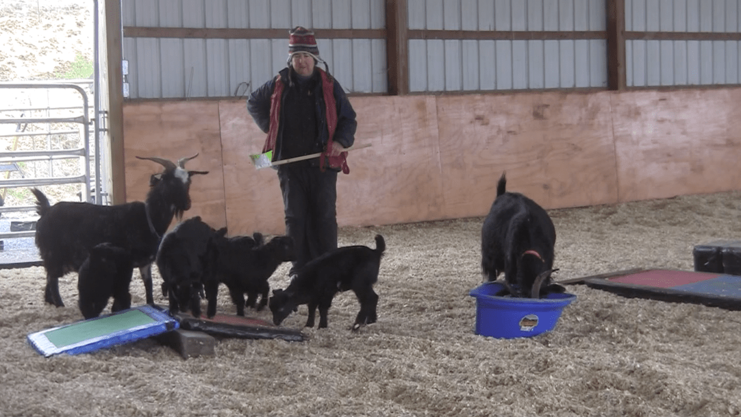 Goats Thanzi eating in bucket.png