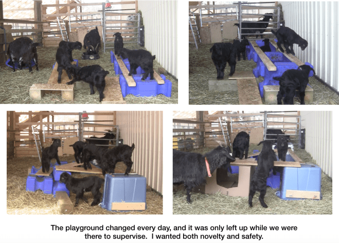 Goats the playground changes every day