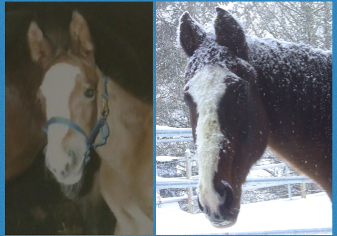 Peregrine Foal and in winter