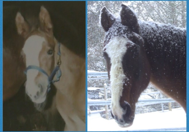 Peregrine Foal and in winter