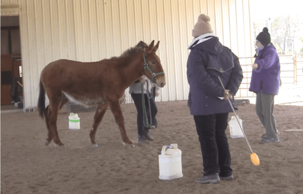 Rosie walking to a target