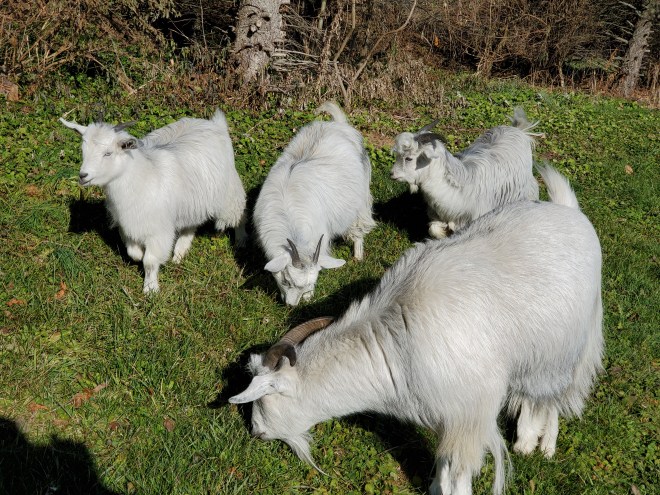 20191123_105538 goats grazing