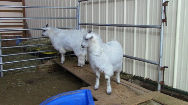 IMG_0086 (1) Thaddeus Thistle in goatery