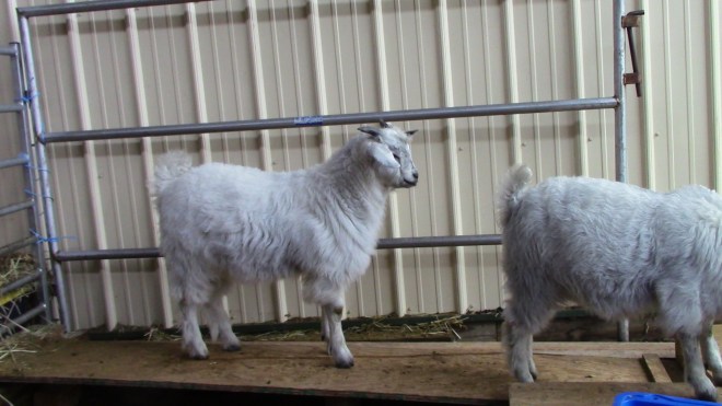 IMG_0104 (1) Thaddeus Thistle in goatery