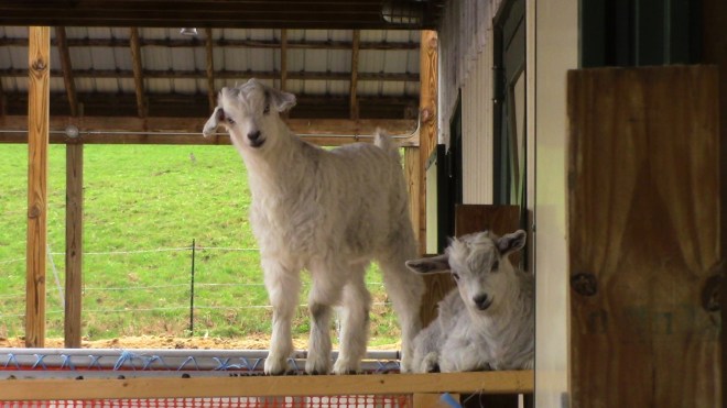 IMG_0220 (1) Wren finch on upper platforms