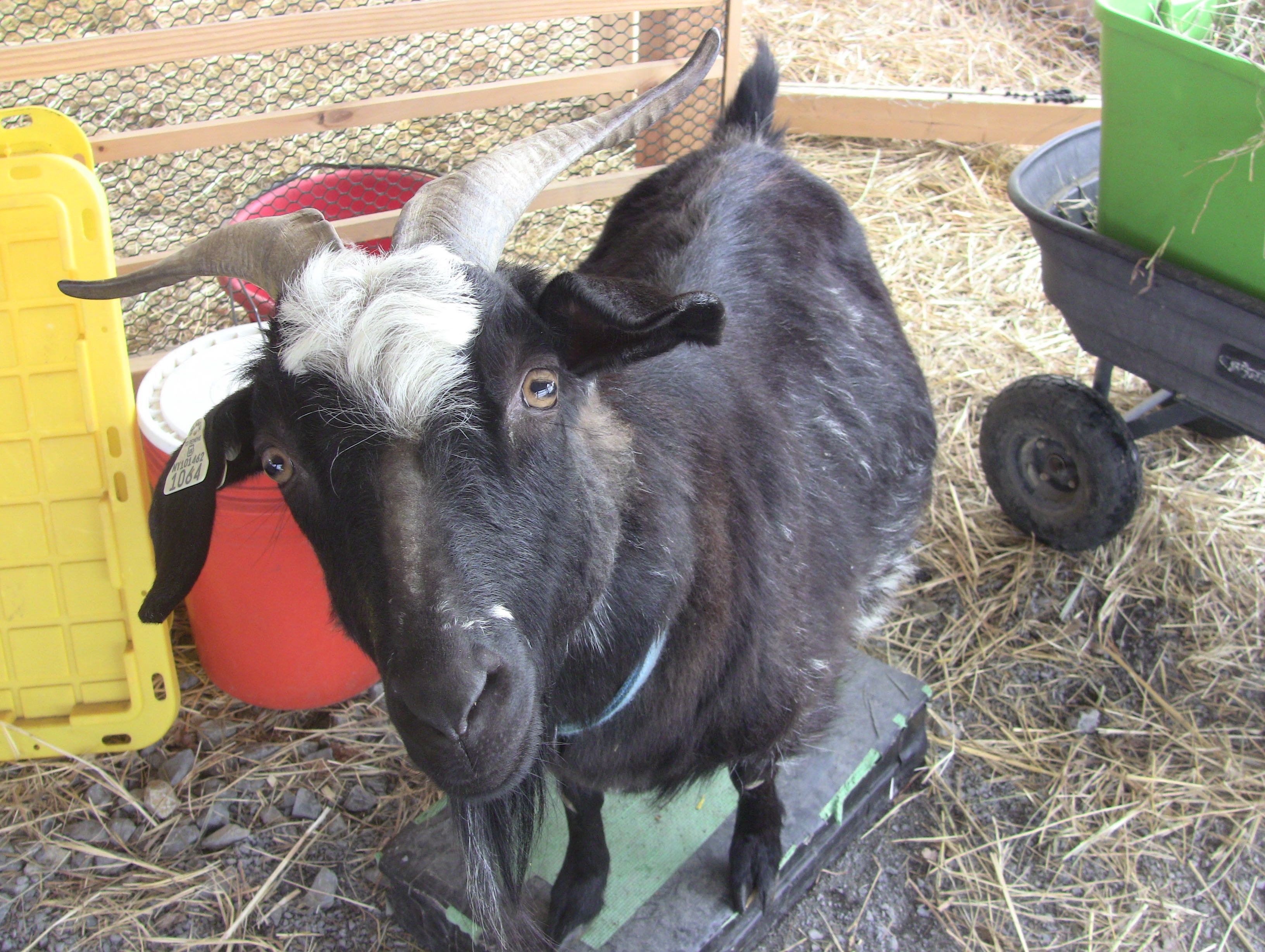 IMG_2177 trixie March 2018