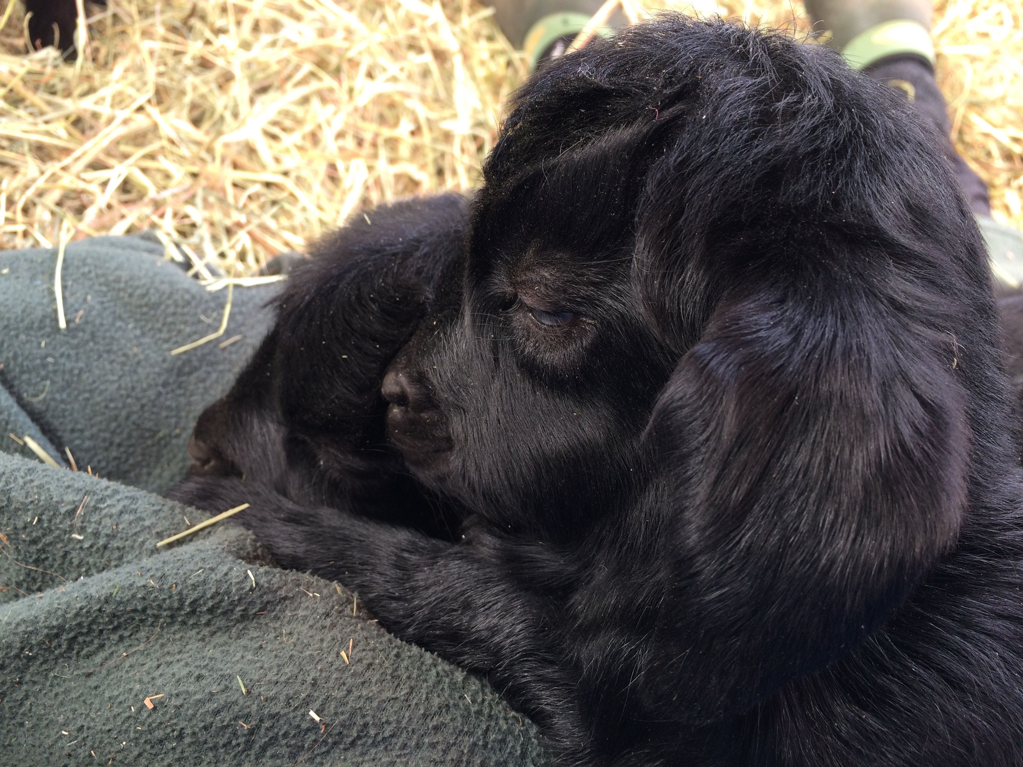 IMG_4198 Felicity as newborn