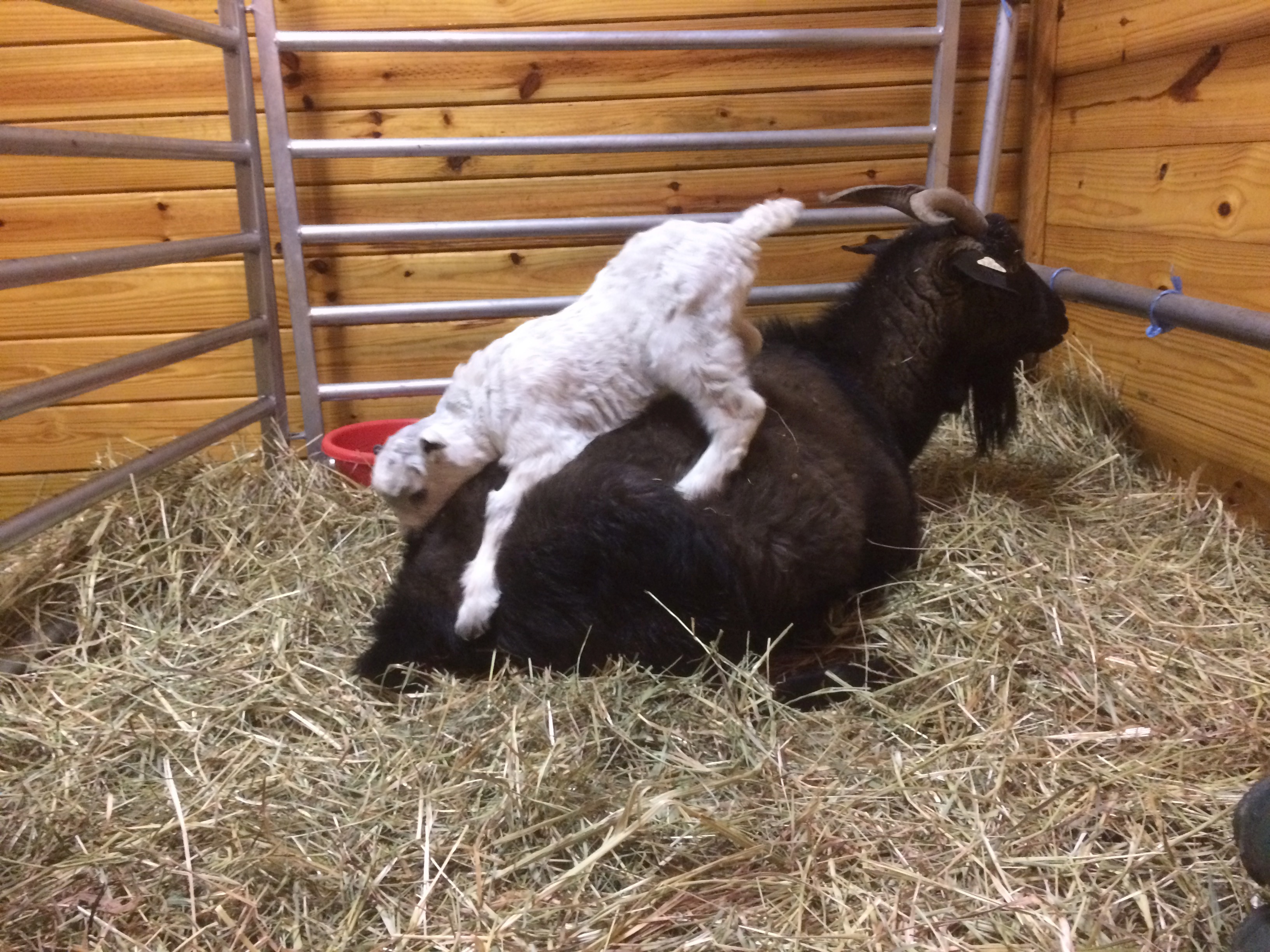 IMG_5705 (1) Thaddeus on Thanzi as newborn