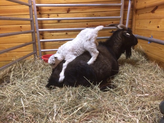 IMG_5705 (1) Thaddeus on Thanzi as newborn