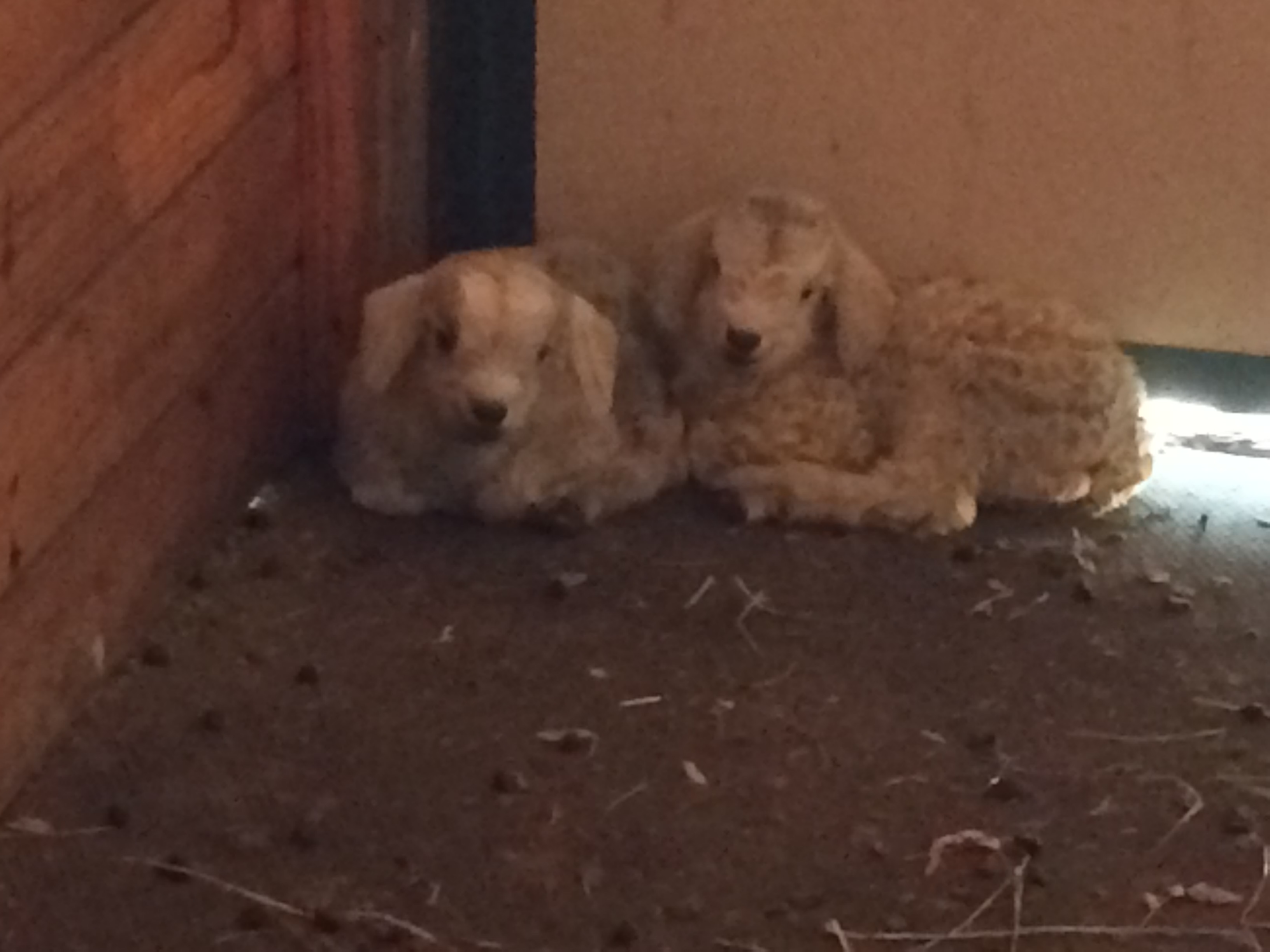 IMG_5796 (1) Wren Finch newborns