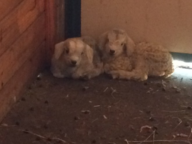 IMG_5796 (1) Wren Finch newborns