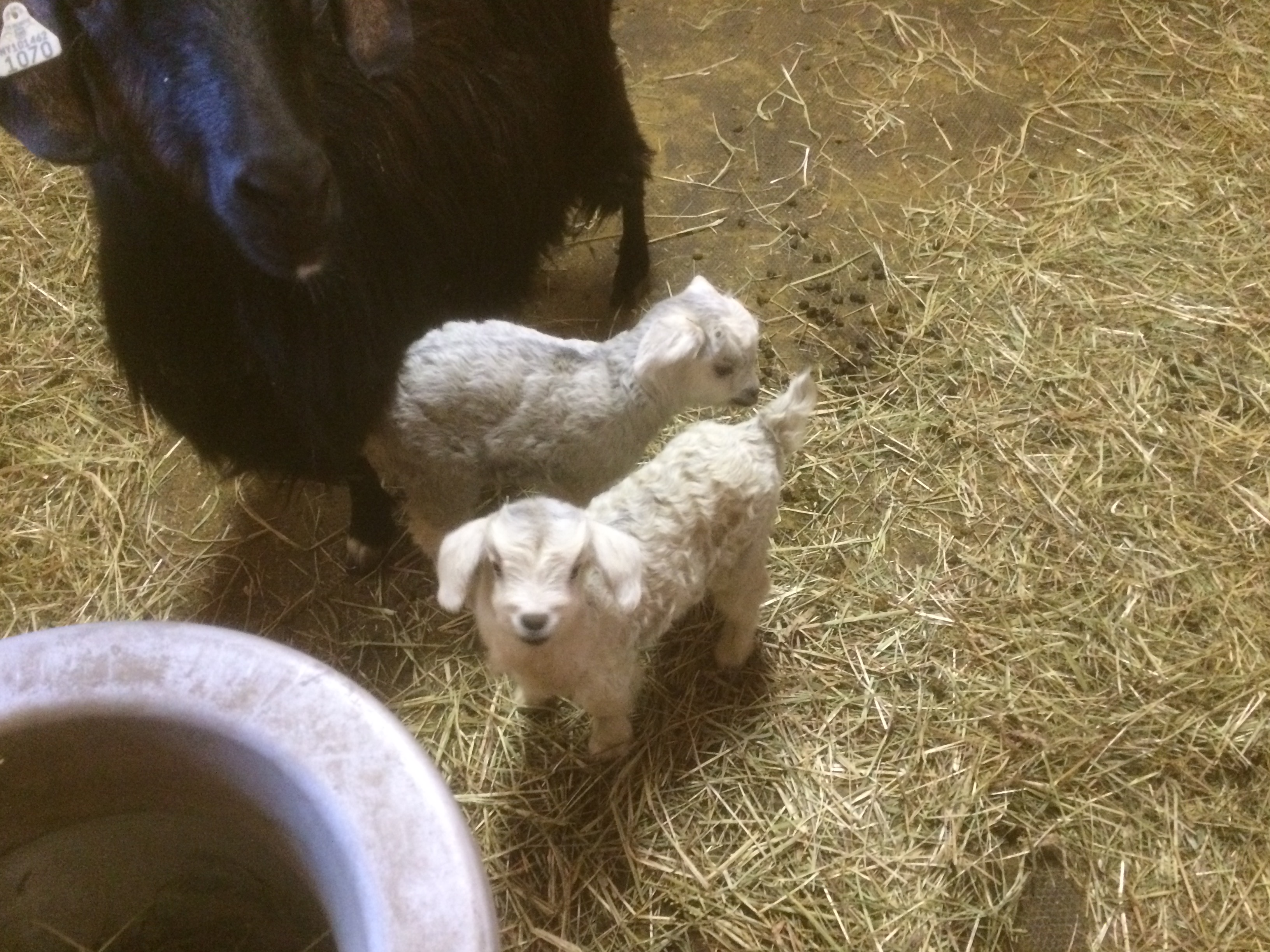 IMG_5806 (1) Wren Finch 3:19