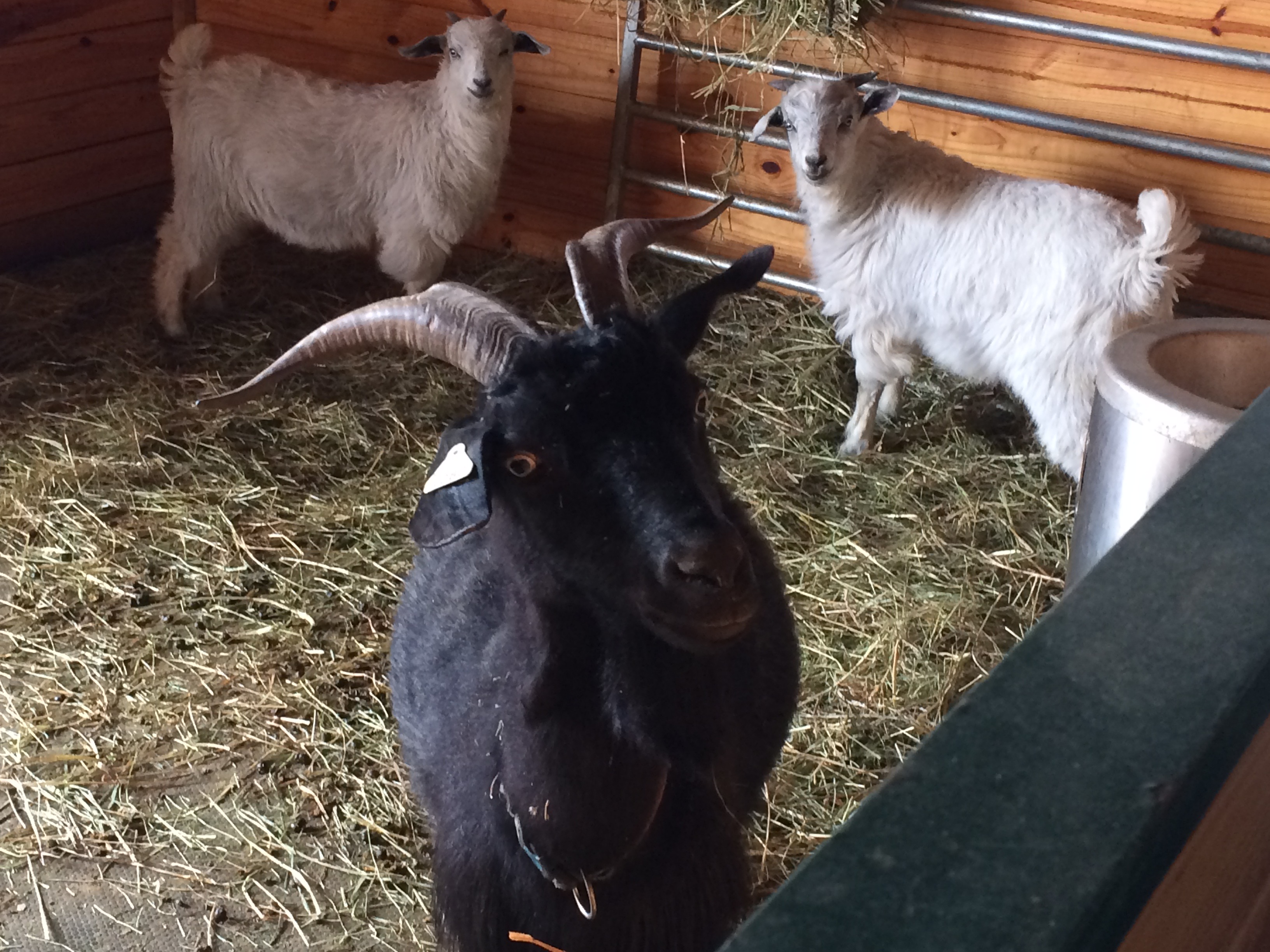 IMG_5831 (1) Thanzi Thistle Thaddeus 3:20:19