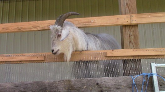 IMG_0657 (1) Elyan looks on