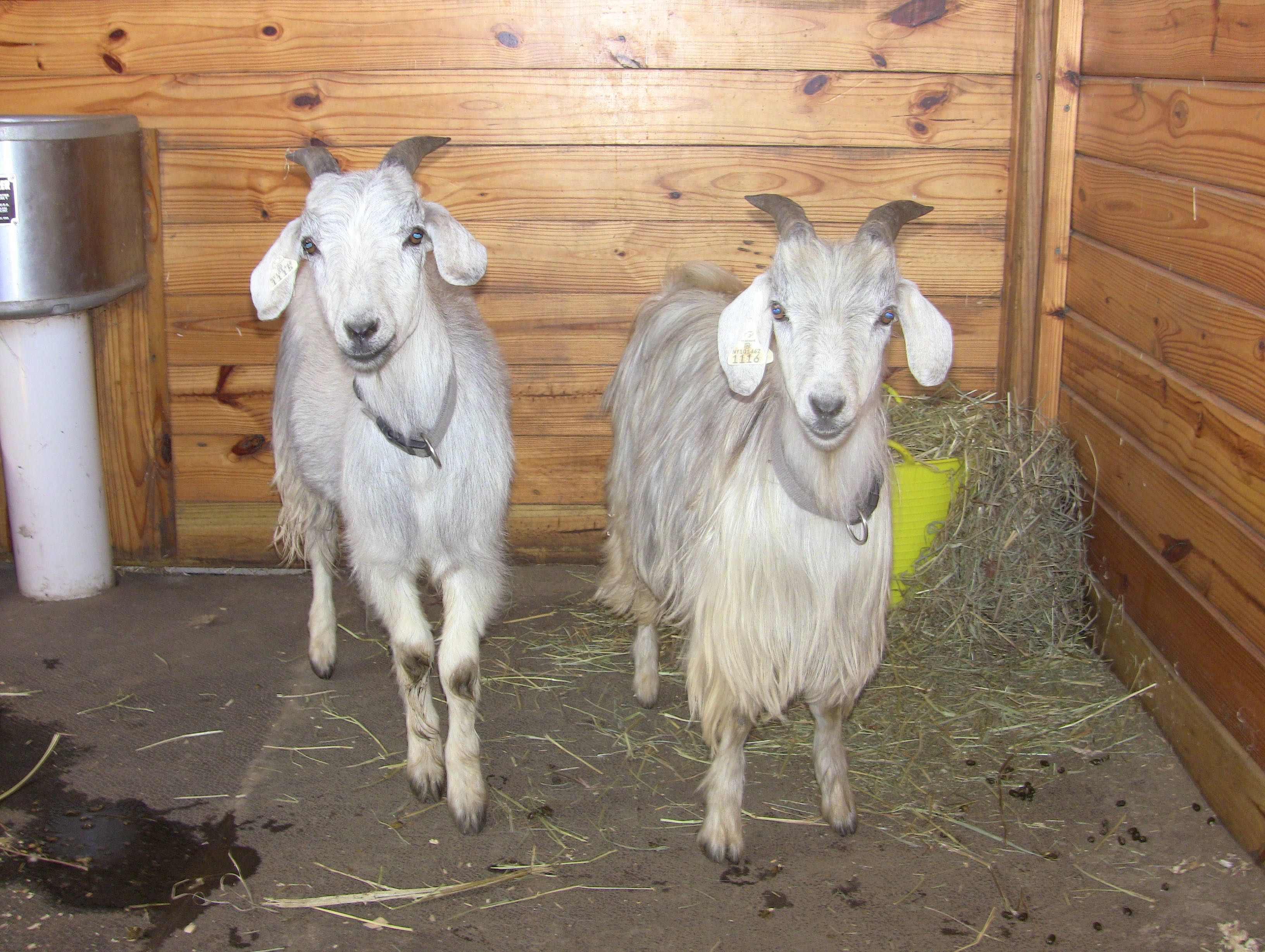 IMG_1567 Elyan Pellias 7:17