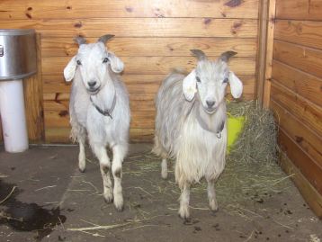 IMG_1567 Elyan Pellias 7:17