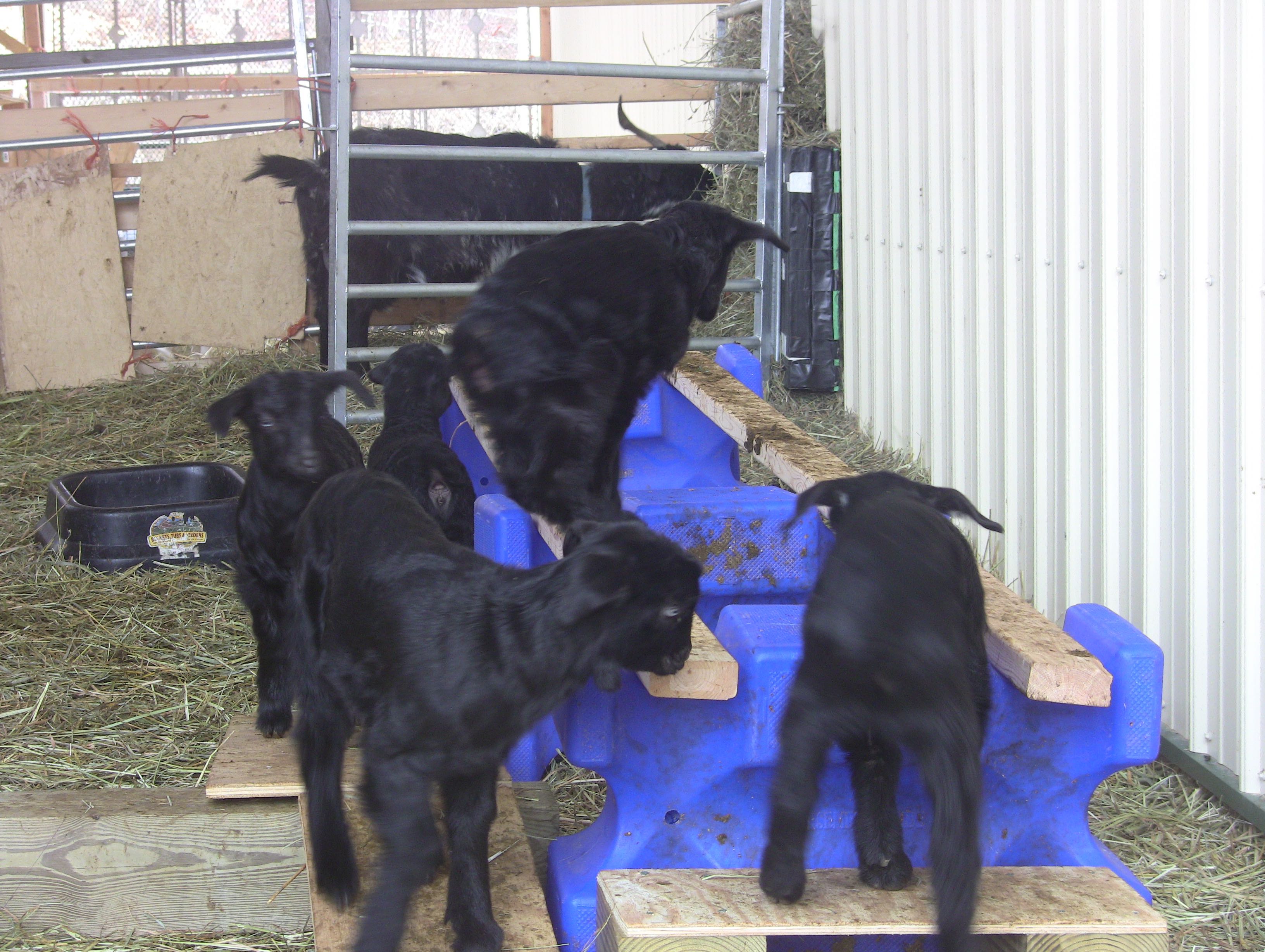 IMG_2250 Five babies 2018