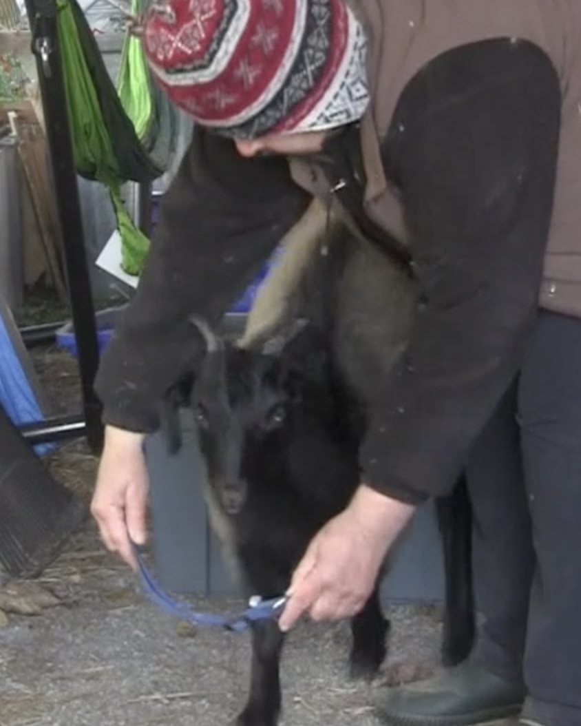 Patience puts on her collar