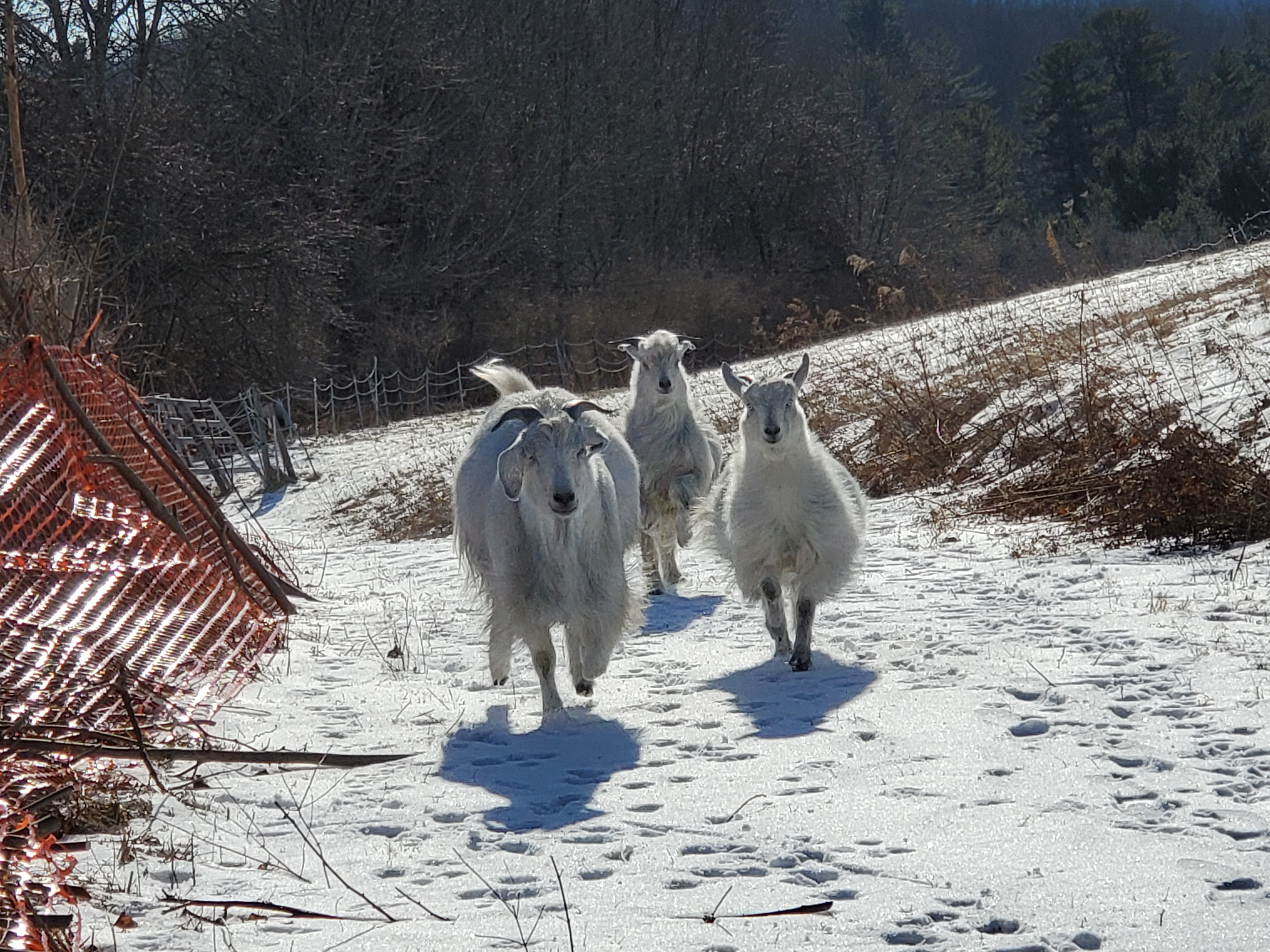 Pellias Thistle and Finch running to me 1:22:20